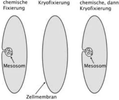 Gambar 18 Struktur mesosom  e. Lembar fotosintetik 
