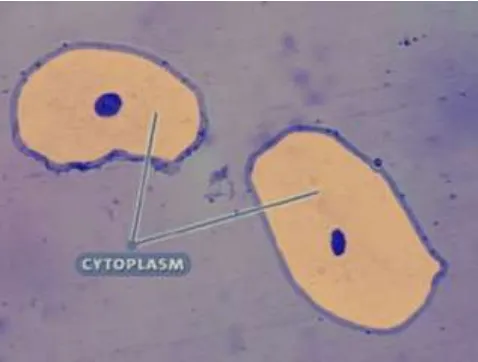 Gambar 19 Sitoplasma pada sel bakteri  g.   DNA 