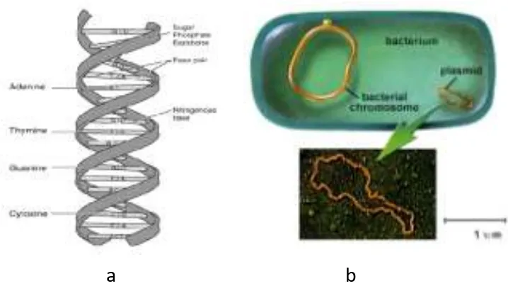 Gambar 21 a. Struktur DNA, b. Plasmid  i. Ribosom 
