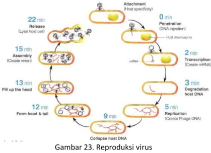 Gambar 23. Reproduksi virus 