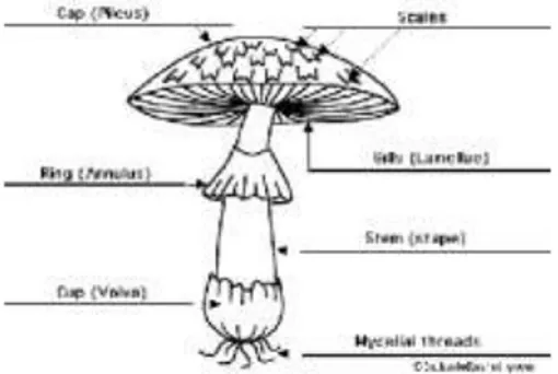 Gambar 28 Struktur morfologi jamur  