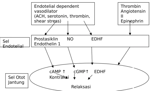 Gambar 3. Substansi vasoaktif endotel dan regulasinya  1