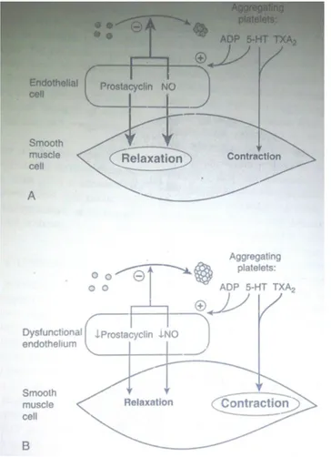 Gambar 5. Interaksi antara platelet dan sel endotel. A. normal endotel : agregasi trombosit melepaskan tromboxan A2 (TXA2) dan serotonin (5HT), efek vascular langsung   menyebabkan   kontraksi   otot   vaskuler   dan   vasokonstriksi