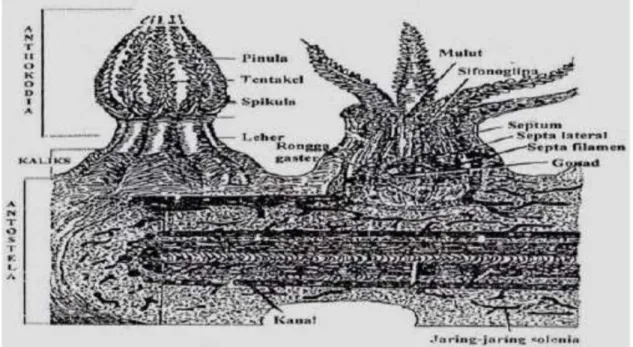 Gambar 1. Morfologi karang lunak (Manuputty 1986 ; Fikri 2007)Gambar 1. Morfologi karang lunak (Manuputty 1986 ; Fikri 2007)
