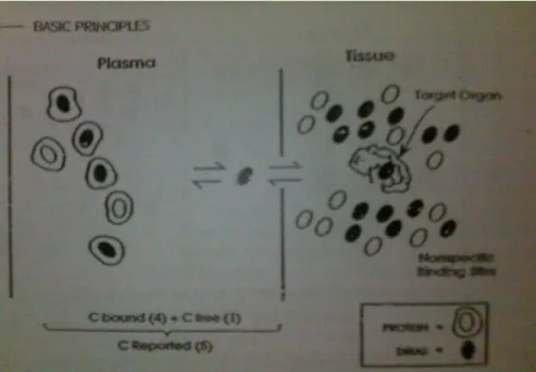 Gambar  4.  Pengaruh  konsentrasi  protein  plasma  menurun  pada  konsentrasi  plasma  obat