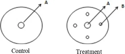 Figure 1. (A) : F. verticilloides. (B): Endophytic bacteria