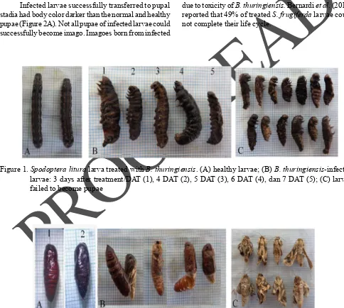 Figure 1. Spodoptera litura larva treated with B. thuringiensis. (A) healthy larvae; (B) B