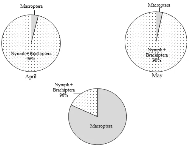 Figure  3.  Composition of nympha stage, brachiptera, and adult winged white-bellied planthoppers in the field 2