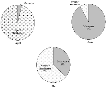 Figure 4.  Composition of nympha stage, brachiptera, and adult winged white-bellied planthoppers in the field 3