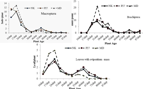 Figure 5. Population density dynamics of winged white-bellied planthoppers (macroptera, brachiptera, and leaveswith oviposition mass) on three corn cultivars