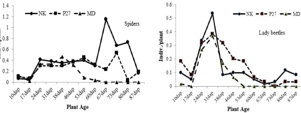 Figure 6.  Population dynamics of specialist predators of mirid bugs and rove beetles on corn plants cv