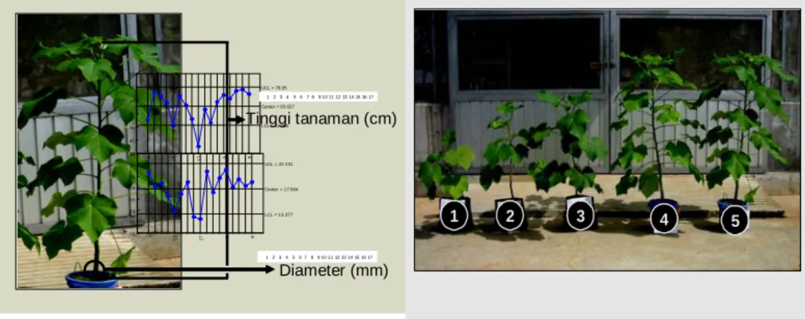 Gambar 1.  Panjang batang dan diameternya digunakan sebagai parameter pertumbuhan jarak pagar sampai 14 mst (foto kiri)