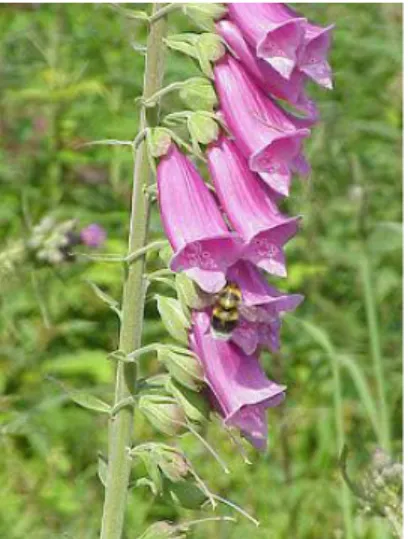 Gambar tanaman Digitalis purpurea Linne 