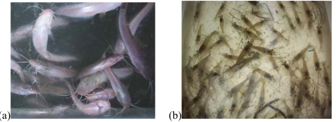Gambar 2  Benih ikan lele (a) dan benih udang galah (b) 
