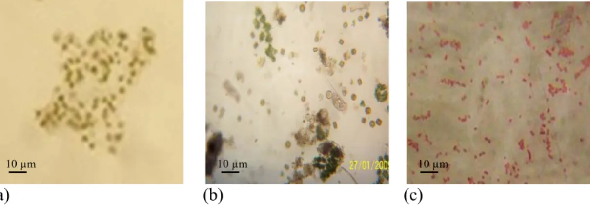 Gambar 6 (a) dan (b) menunjukkan perbedaan formasi mikroorganisme pada kolam  pemeliharaan antara yang ditumbuhkan menggunakan sumber karbon dengan yang  tidak