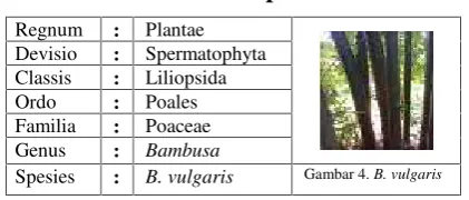 Gambar 4. B. vulgaris