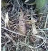 Gambar 10. Tunas Tumbuhan Bambu (Rebung)