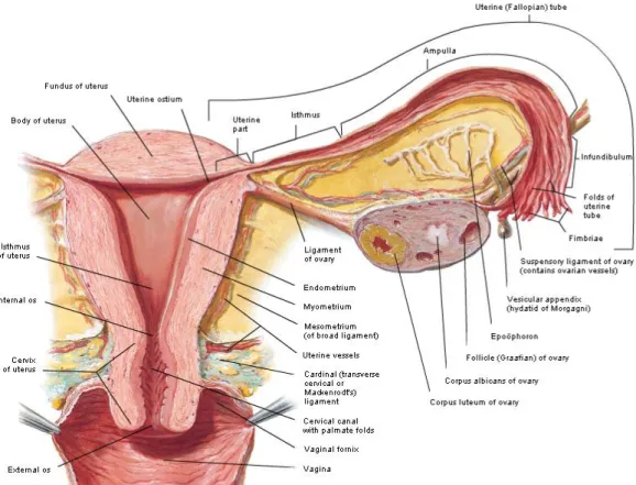 Gambar 1 : Anatomi Ovarium dan Tuba 