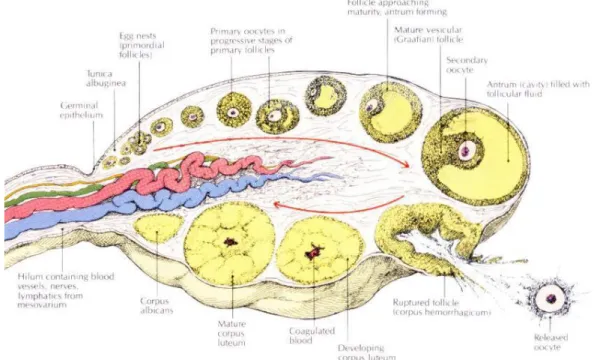 Gambar 2 : Anatomi Ovarium 