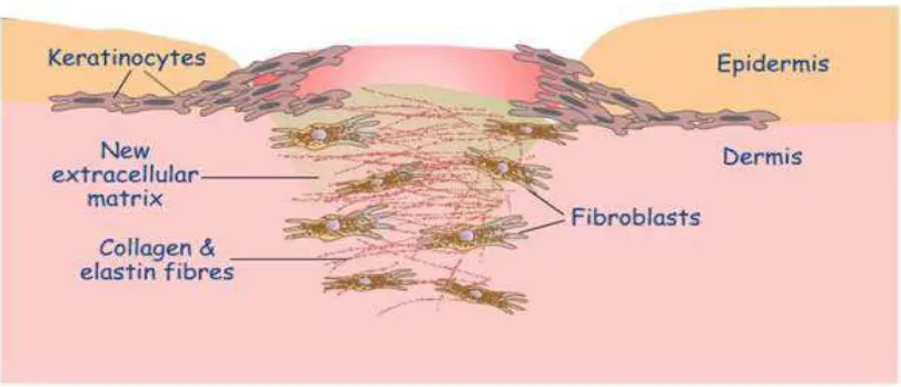 Gambar 2.6.  Peran fibroblas dalam membentuk dan meletakkan serat-serat 