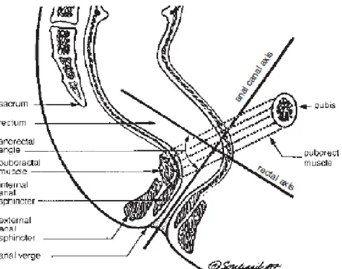 Gambar 2.1. Anatomi daerah anorektal