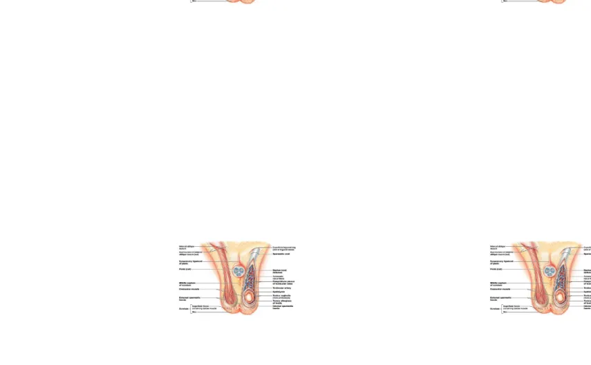 Gambar 2. Anatomi scrotumGambar 2. Anatomi scrotum