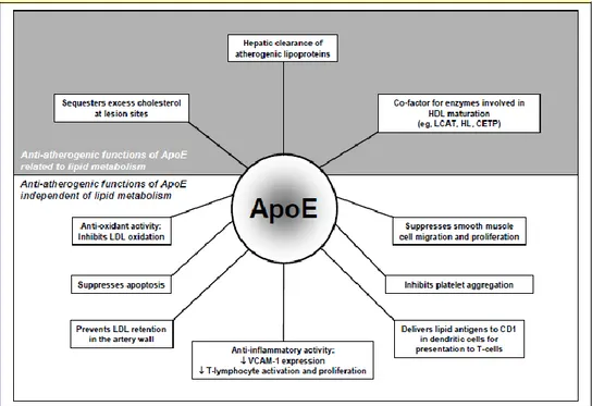 Gambar 1. Berbagai fungsi ateroprotektif ApoE 