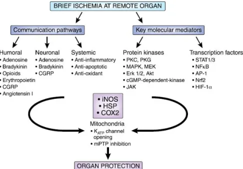 Gambar 2 : Mekanisme RIPC 24