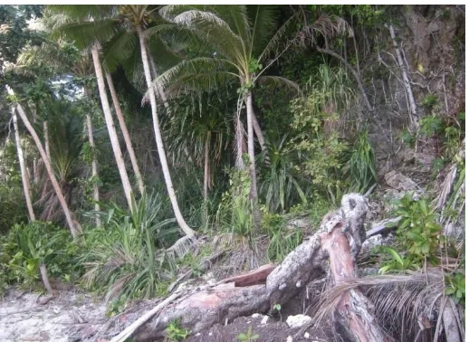 Gambar   4 .  Vegetasi Kepiting kelapa di pulau Laigoma   