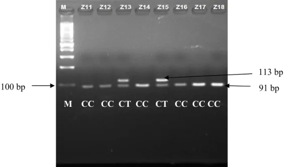 Gambar  12.Hasil  pemeriksaan  genotip  polimorfisme  rs7903146  gen  TCF7L2.  M  =  Marker