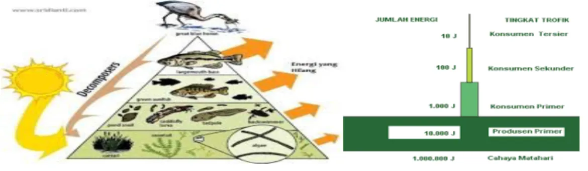 Gambar 2.3. Rantai Makanan