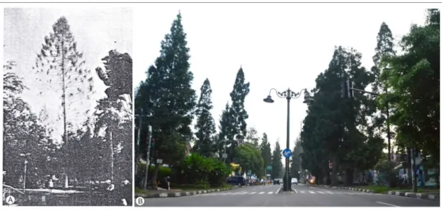 Figur 7. Pohon Bandong (Garcinia spec) di Jalan Dago (Ir. H Juanda). Sumber: (A) (Kunto, 1986) pp.322; (B) Foto  Penulis (2013)