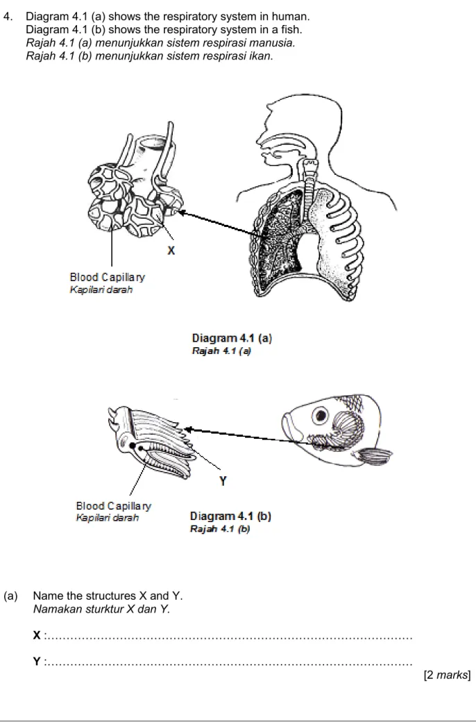 Diagram 4.1 (b) shows the respiratory system in a fish.