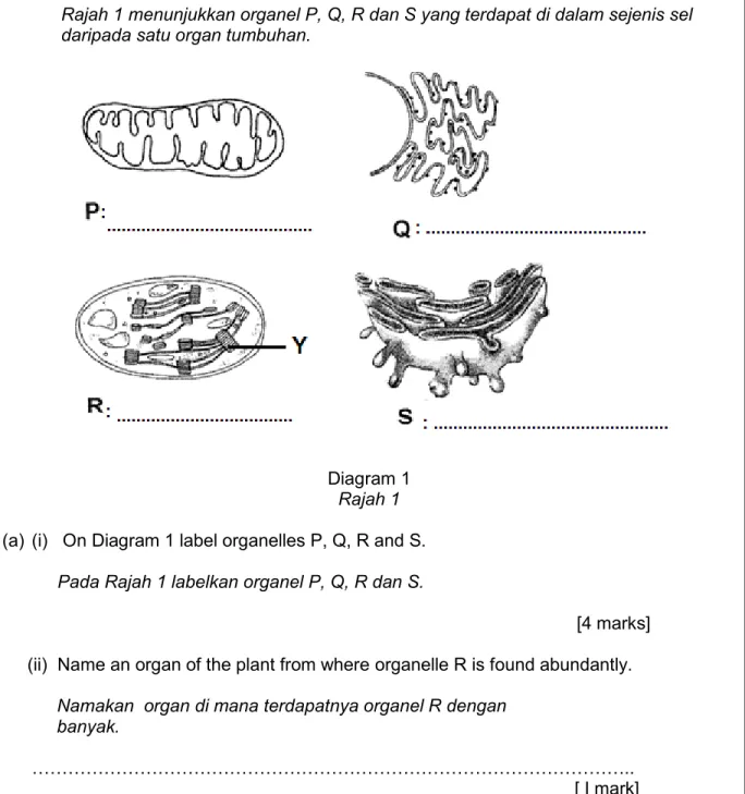 Diagram 1 Rajah 1 (a) (i)   On Diagram 1 label organelles P, Q, R and S.