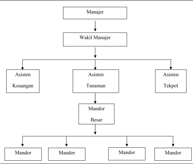 Gambar 2.1 Struktur Organisasi Kebun Banjarsari