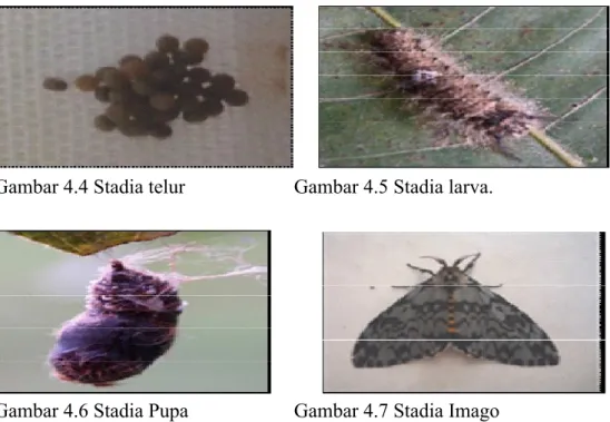 Gambar 4.4 Stadia telur Gambar 4.5 Stadia larva.