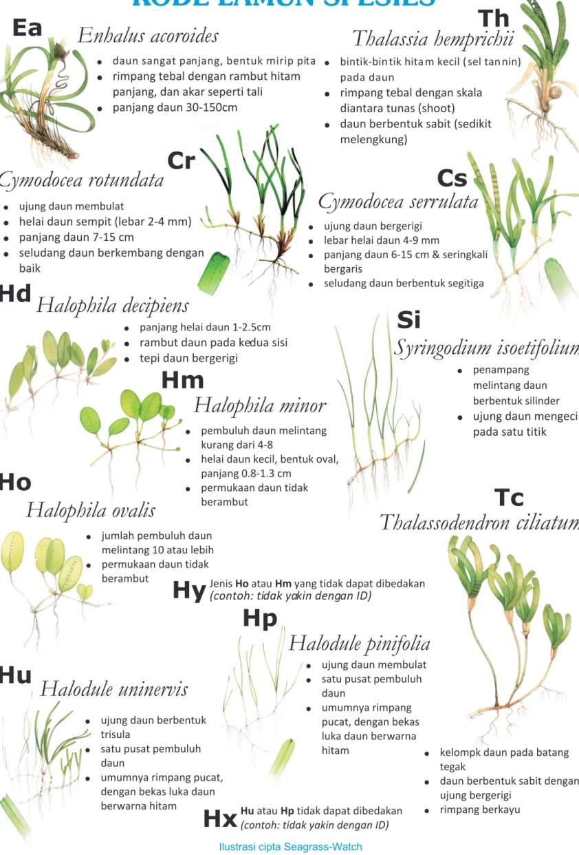 Ilustrasi cipta Seagrass-Watch