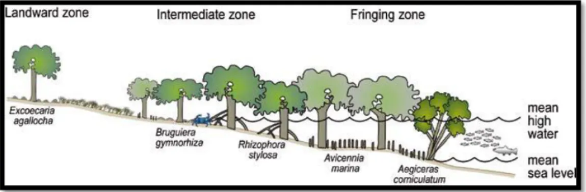 Gambar 2.3 Pembagian zonasi mangrove   (Sumber: Stewart dan Sarah, 2008) 