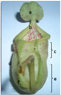 Gambar 1. Bagian tubuh dari kantung Nepenthes : a) Tutup Kantung, b) Peristome,  c) Wax Zone, d) Sulur, e) Digestive Zone, f) Sayap Kantiung (Baiti, 2012)