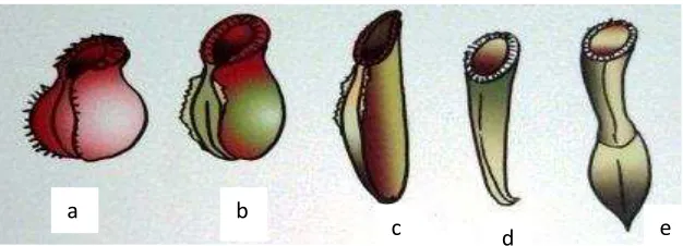 Gambar 2. Berbagai variasi  bentuk kantung Nepenthes : a) bentuk tempayan,   b) bentuk telur, c) bentuk silinder, d) bentuk corong, dan e) bentuk pinggang