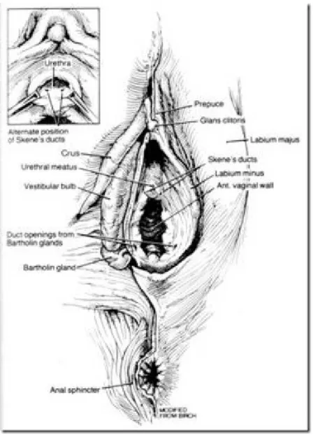Gambar 2 Bagian sebelah dalam organ reproduksi eksternal wanita. Pada sisi kanan gambar  – gambaran struktur kulit dan jaringan subkutis dihilangkan