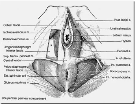 Gambar 5. Komponen superfisial perineum