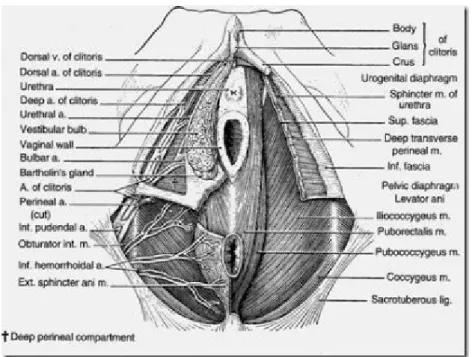 Gambar 6. Komponen profunda perineum Perineum. 