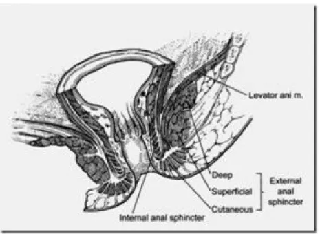 Gambar 7. Anatomi anorectum. Gambar ini memperlihatkan hubungan antara sfingter ani  eksterna dan interna serta m.levator ani