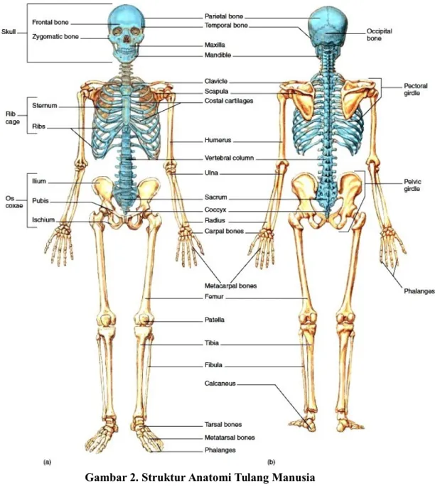 Gambar 2. Struktur Anatomi Tulang Manusia