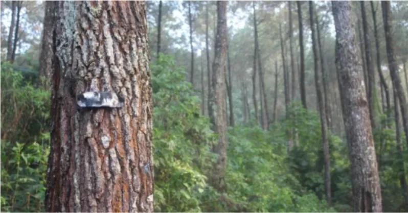 Gambar II.10 Potret Vegetasi Pinus  Sumber: Dokumentasi Pribadi (2 September 2018) 