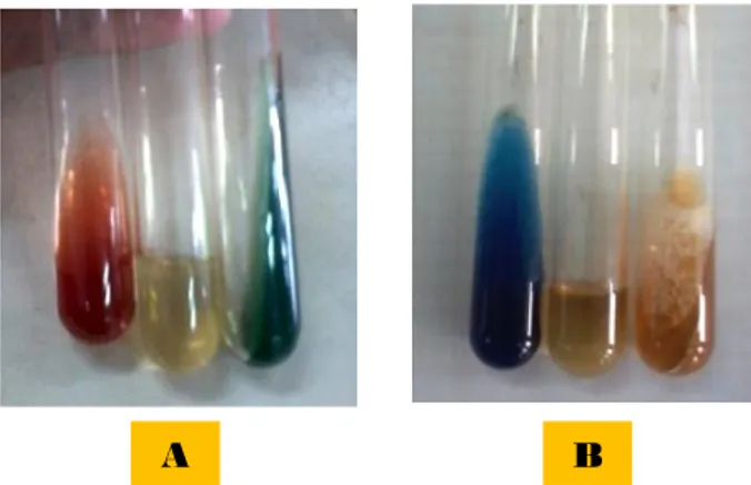 Gambar  4.  Reaksi  biokimiapada  media  TSIA,  SIM  dan  SCA  pada  bakteri  Klebsiella (A) sebelum isolasi bakteri (B) sesudah isolasi bakteri (Data  primer penelitian, 2014)