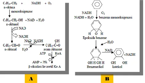 Gambar 5. Reaksi degradasi hidrokarbon (A) Hidrokarbon Alifatik (B) Hidrokarbon  Aromatik [6]