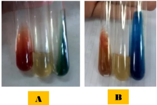 Gambar  2.  Reaksi  biokimiapada  media  TSIA,  SIM  dan  SCA  pada  bakteri  