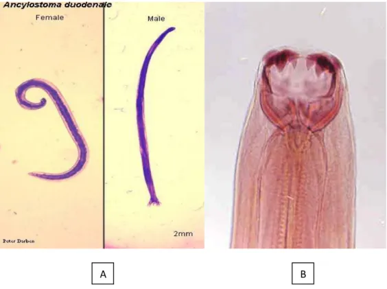 Gambar 6. Ancylostoma duodenale stadium dewasa  (33) .  (A)  Ancylostoma duodenale  